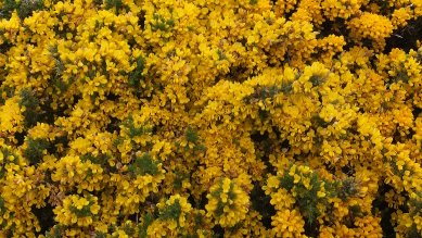 Gorse